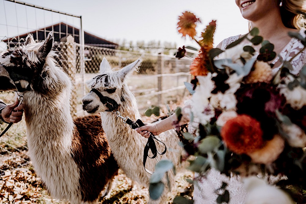 reportage AFTER WEDDING FOTOSHOOTING MIT ALPAKAS IN BERLIN 7