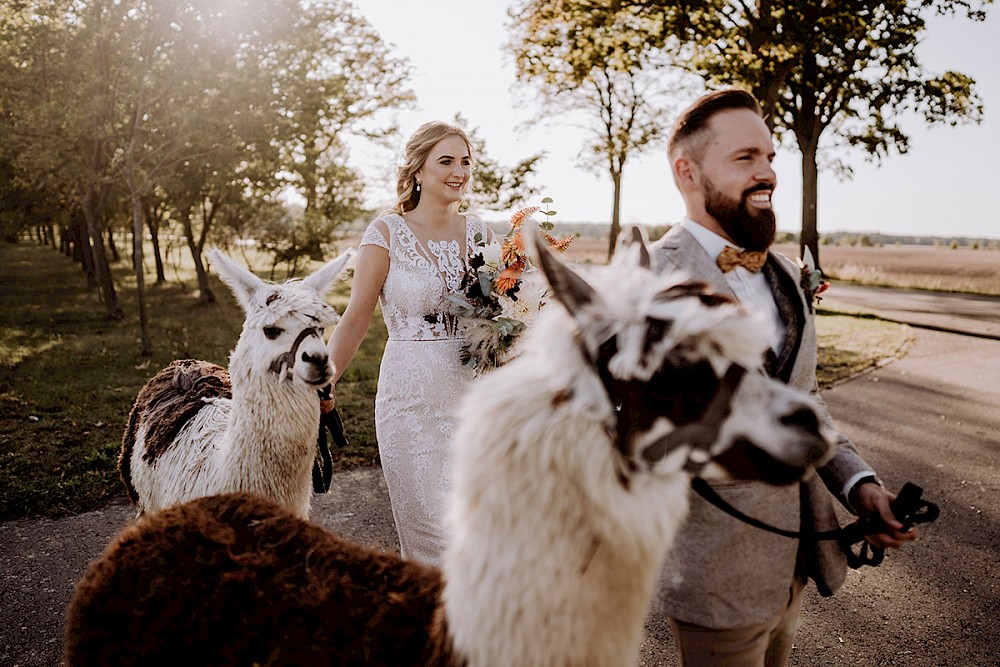 reportage AFTER WEDDING FOTOSHOOTING MIT ALPAKAS IN BERLIN 28