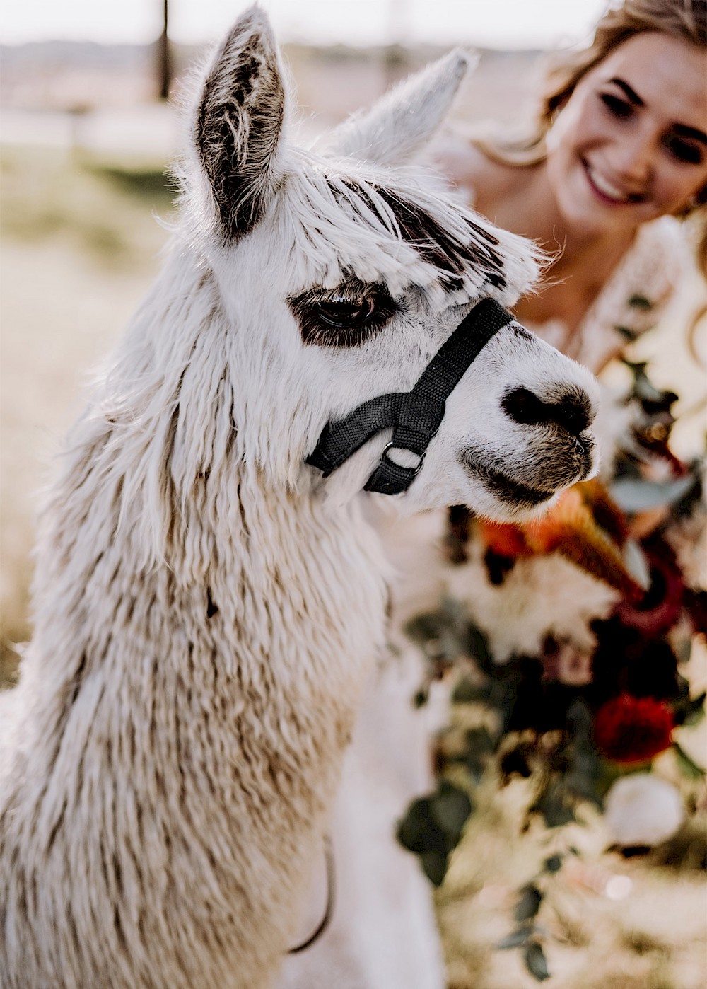 reportage AFTER WEDDING FOTOSHOOTING MIT ALPAKAS IN BERLIN 31