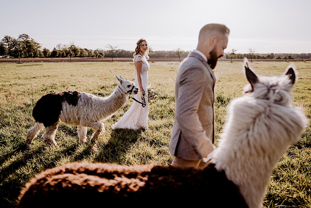 reportage AFTER WEDDING FOTOSHOOTING MIT ALPAKAS IN BERLIN 14