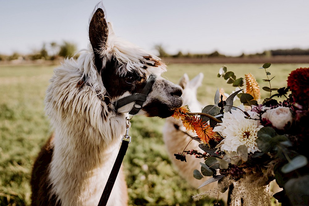 reportage AFTER WEDDING FOTOSHOOTING MIT ALPAKAS IN BERLIN 38