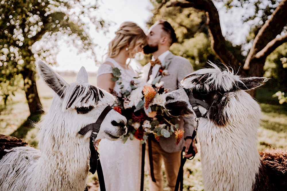 reportage AFTER WEDDING FOTOSHOOTING MIT ALPAKAS IN BERLIN 4