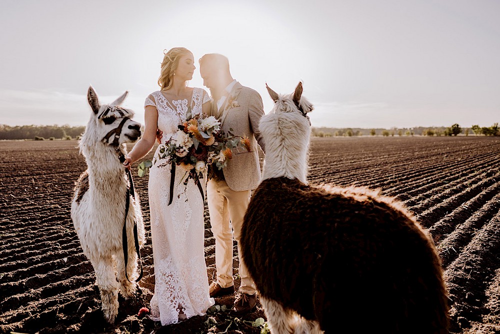 reportage AFTER WEDDING FOTOSHOOTING MIT ALPAKAS IN BERLIN 29