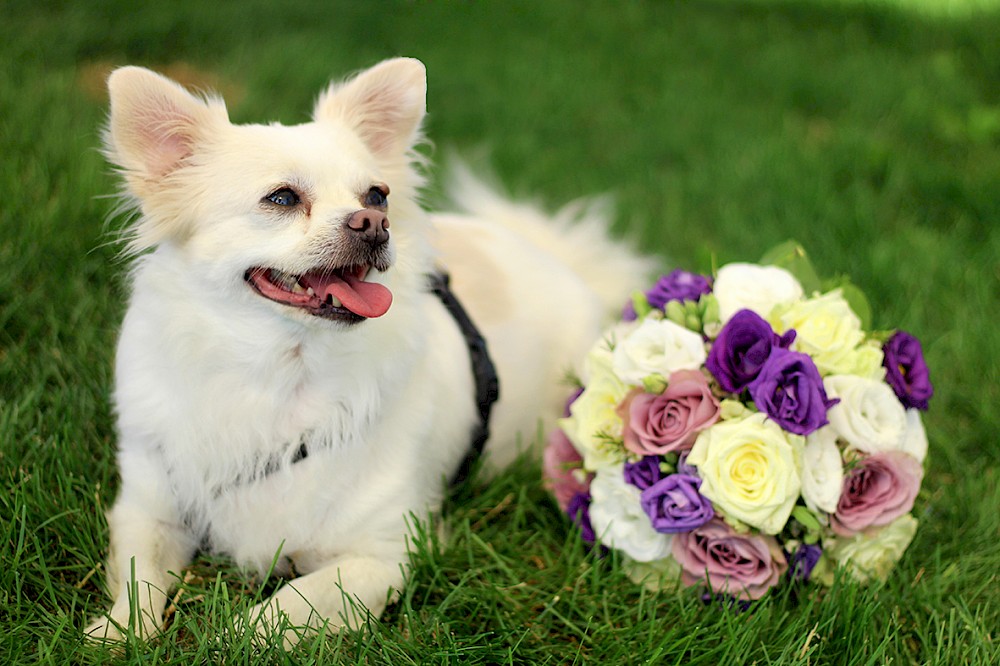 reportage Hochzeit mit Pferd und Hund am Weingut Schilhan 11