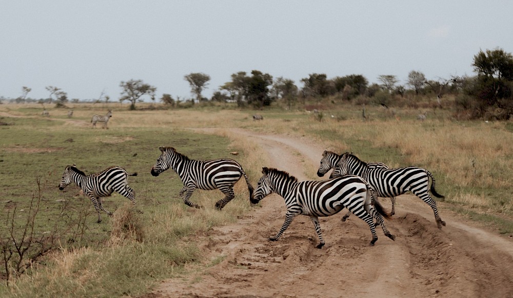 reportage Safari-Hochzeit in der Serengeti 2