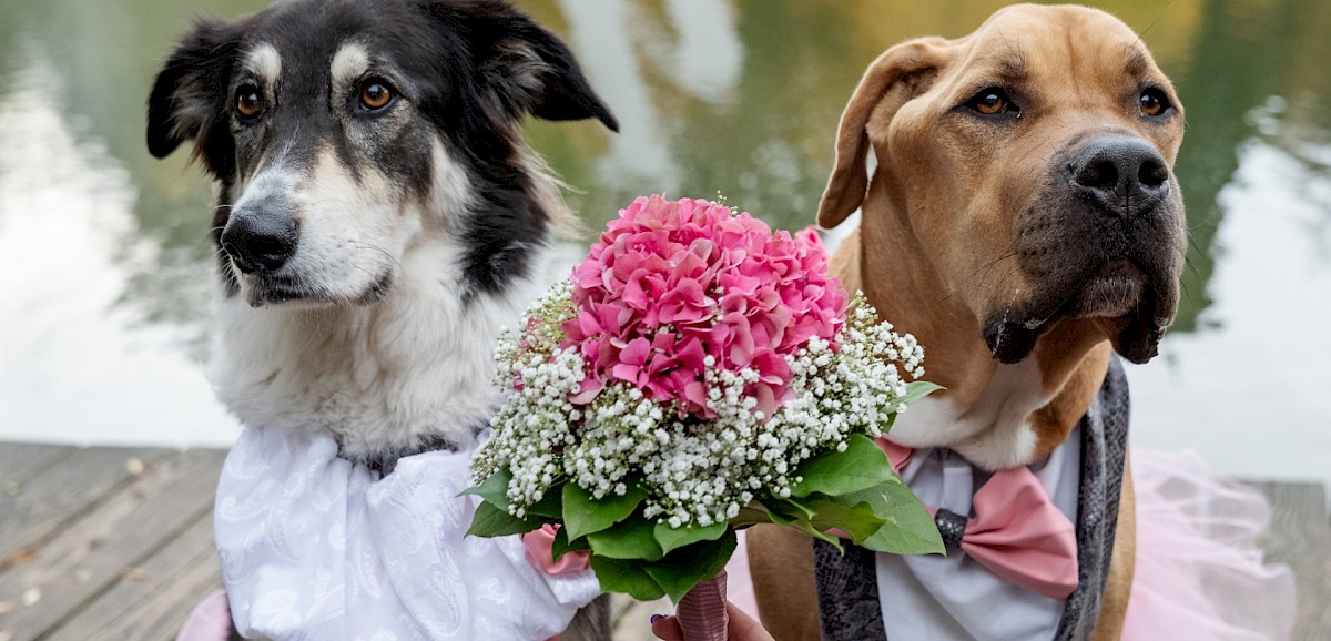 Hochzeit Standesamtlich