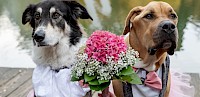 Hochzeit Standesamtlich