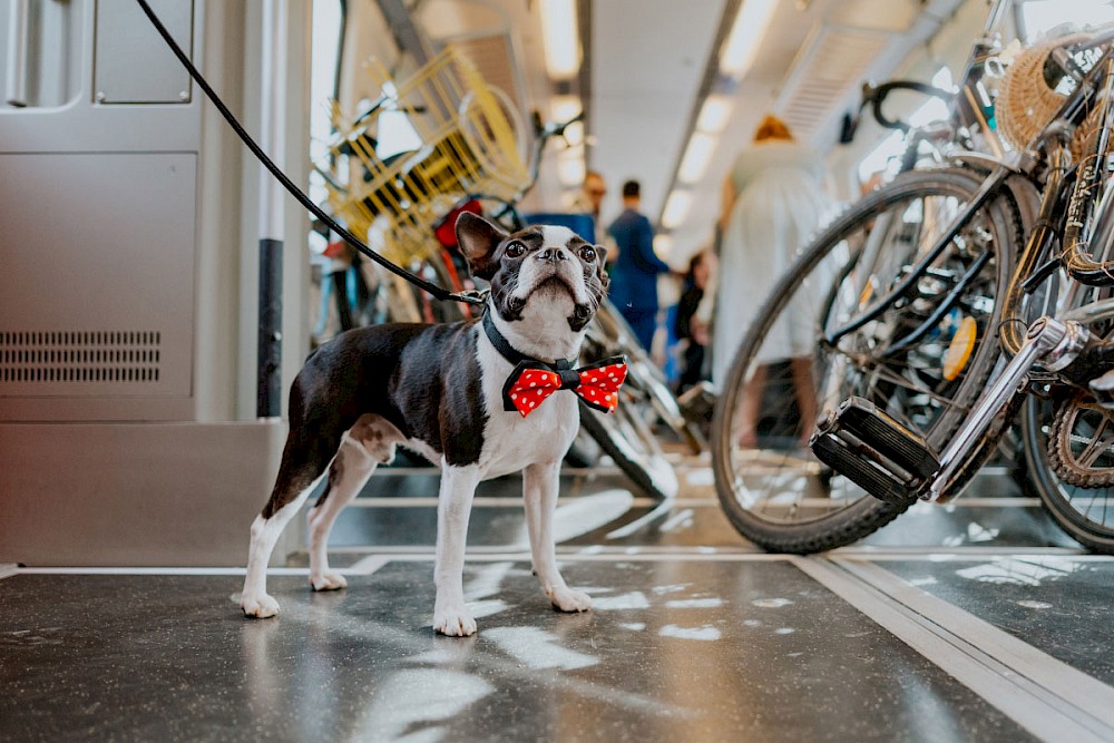reportage Die Fahrradhochzeit 12