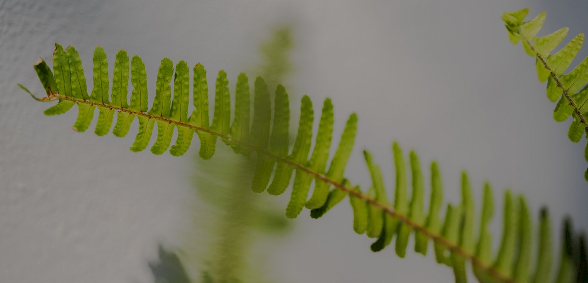 Soraia & Yannik | Sintra, Portugal