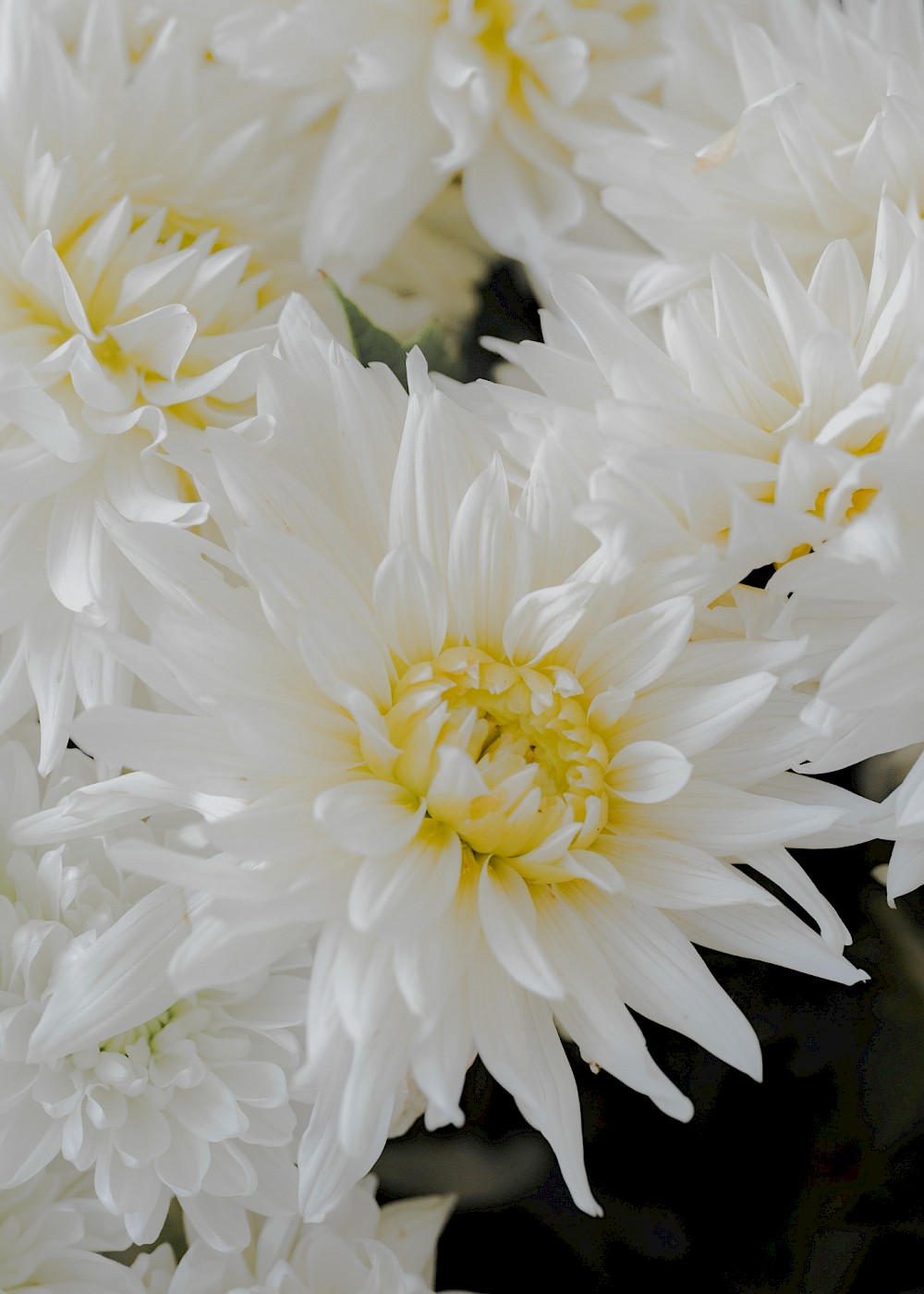 reportage Soraia & Yannik | Sintra, Portugal 3