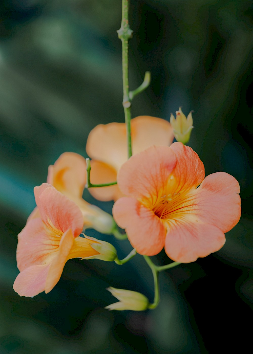 reportage Soraia & Yannik | Sintra, Portugal 2