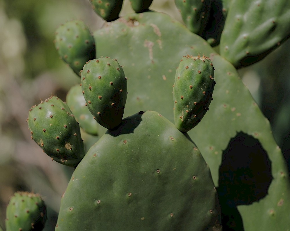 reportage Soraia & Yannik | Sintra, Portugal 4
