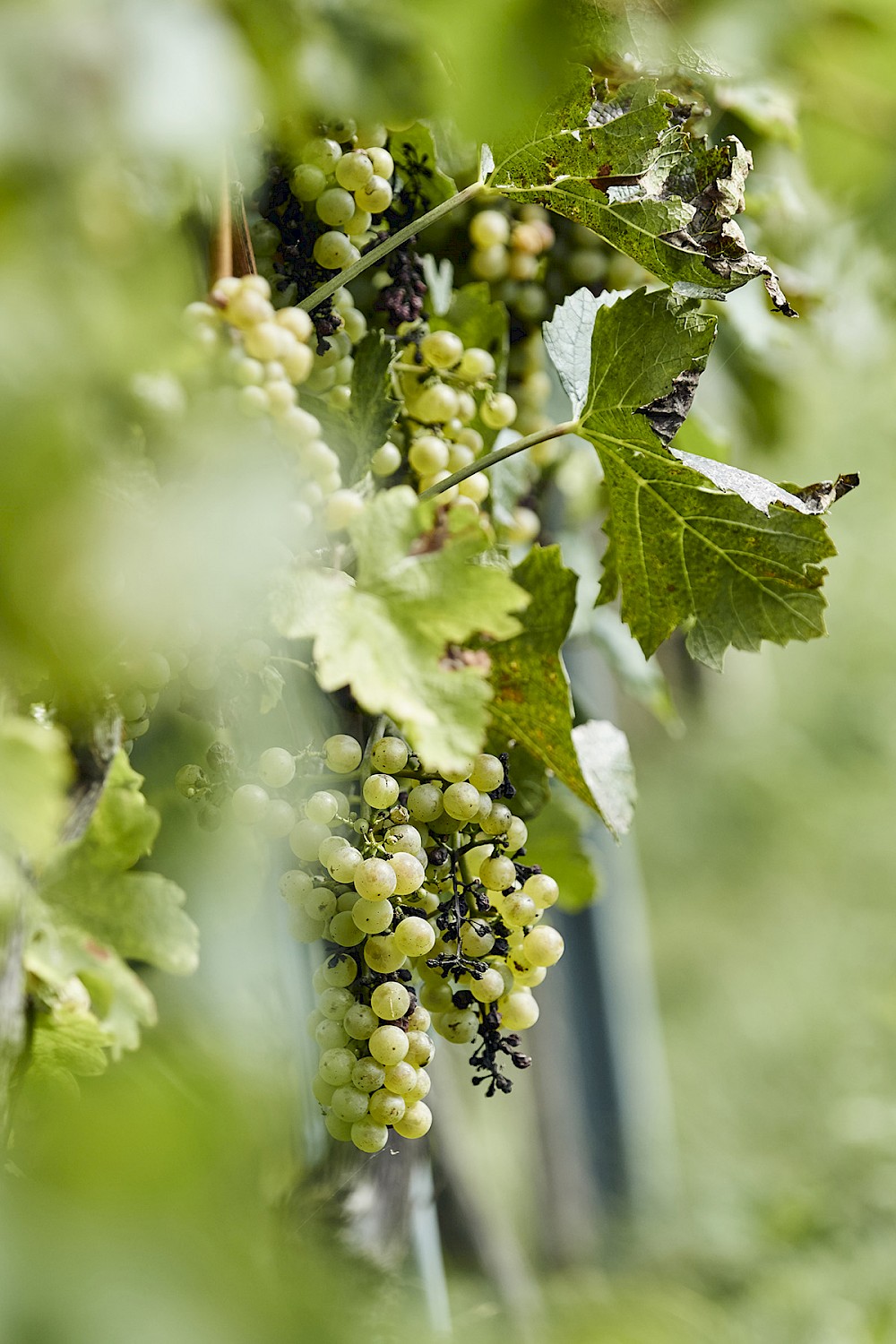 reportage Internationale Herbsthochzeit in den steirischen Weinbergen 11