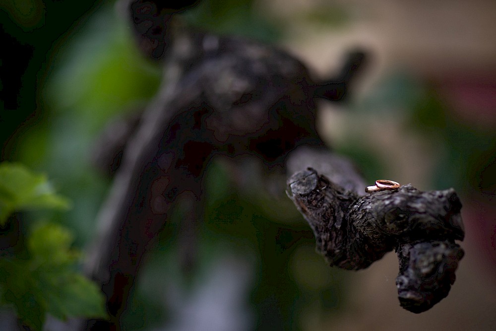 reportage Weingut Holzapfel mitten in der Wachau an der Donau (Niederösterreich) 16